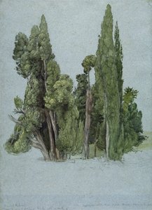 Les cyprès à la Villa d